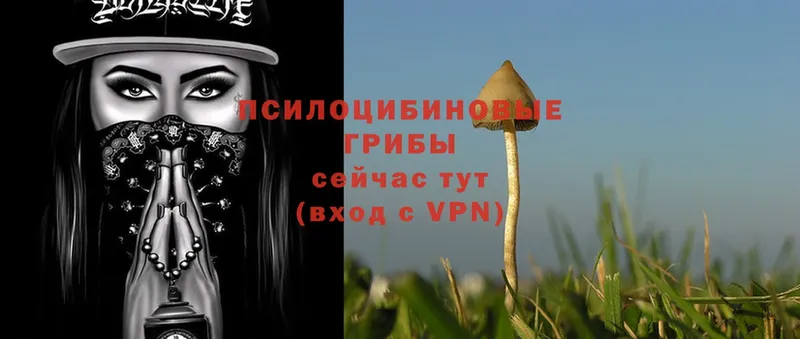 Псилоцибиновые грибы Psilocybe  где можно купить   Жуков 